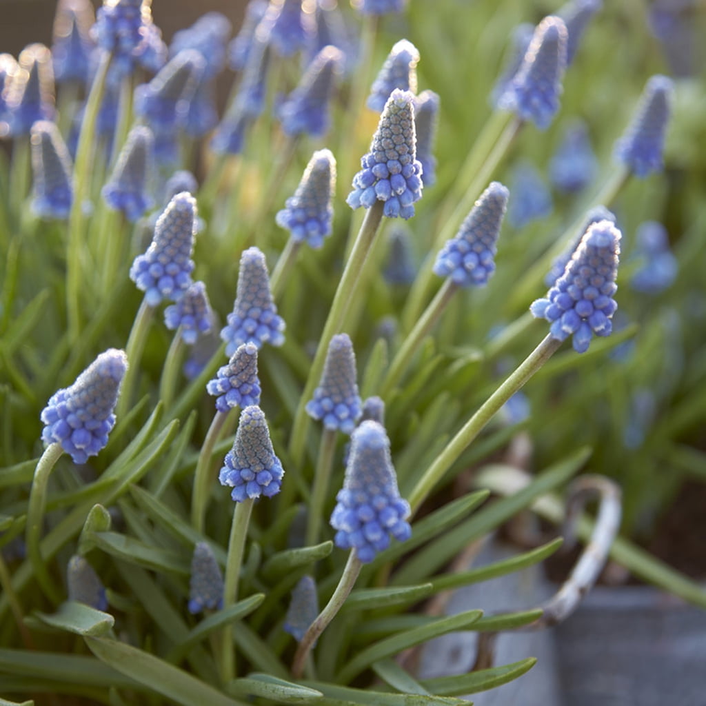 Van Zyverden Grape Hyacinths for Containers Set of 25 Bulbs Blue Partial Sun Perennial Fragrant 1 lb
