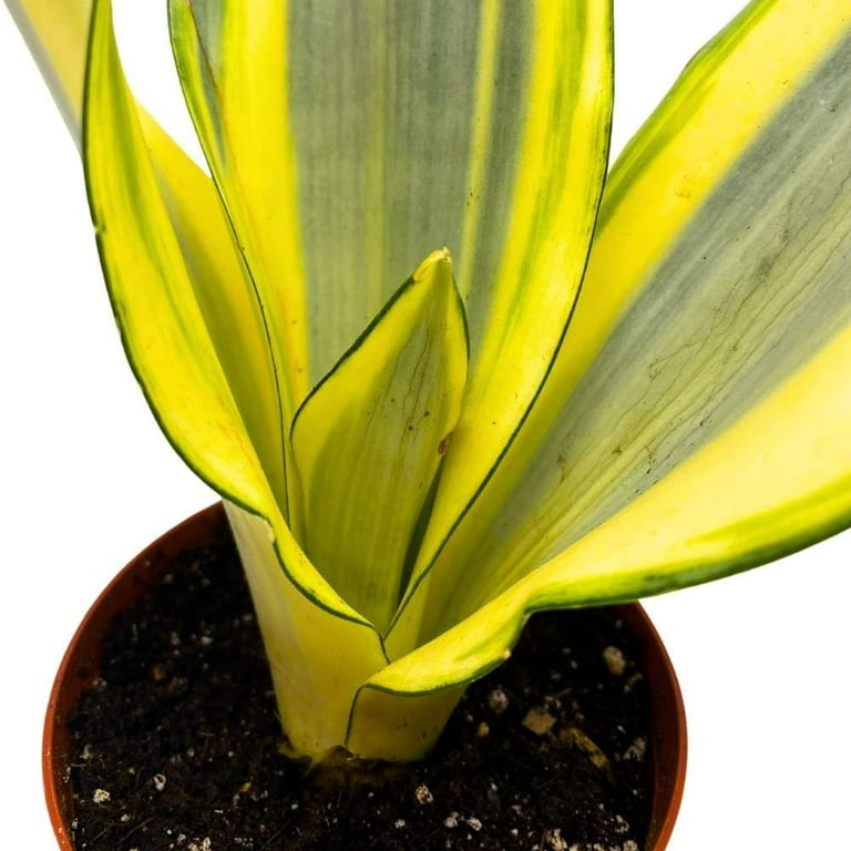 sansevieria vertrocknet Hydro Kingsize Sansevieria Zeylanica, 70-80cm – Green Me Up