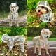thumbnail image 2 of Chubasquero impermeable para mascotas, abrigo de lluvia portátil para mascotas, Poncho de lluvia ligero y transpirable para perros, 2 of 4