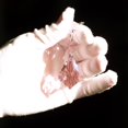thumbnail image 3 of Adorno Colgante GOLDENHAITAI 20 piezas Prismas de Cristal Hojas de Arce de 38 mm Rosadas, 3 of 6
