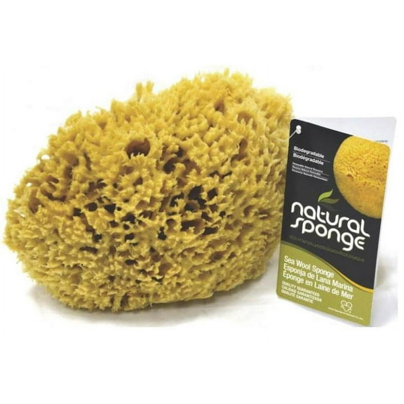 Acme Sponge & Chamois SW1-5060C Seawool Sponge 5 - 6 In.1 Cut