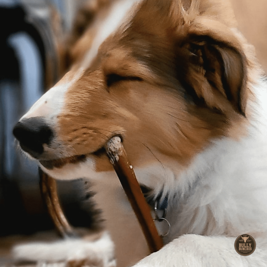 Bully Bunches Premium 6 Inch Standard Bully Stick - 20 Pack