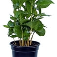 thumbnail image 3 of Live Coffee Plant, Coffea Arabica, Coffee Tree, Arabian Coffee, Fragrant Houseplant, Mother's Day Gift, Christmas Gift, Office Plant, Birthday Gift in 4" Pot, 3 of 5