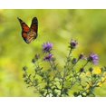 thumbnail image 1 of Butterfly in a Daisy Flower - Peinture Diamant DIY, 1 of 6