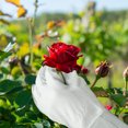 thumbnail image 4 of Gants de Jardinage en Cuir à Manches Longues, 4 of 5
