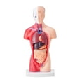 thumbnail image 2 of Human Body Model 15 Parts, 11 inch Anatomical Skeleton Model, Removable Organs, Educational Teaching Tool for Students, Science Learning, 2 of 11