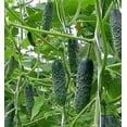 thumbnail image 3 of HJADGG Seeds Vegetable Self-pollinated Cucumber Firm Secret Indoor Non-GMO for Planting, 3 of 8