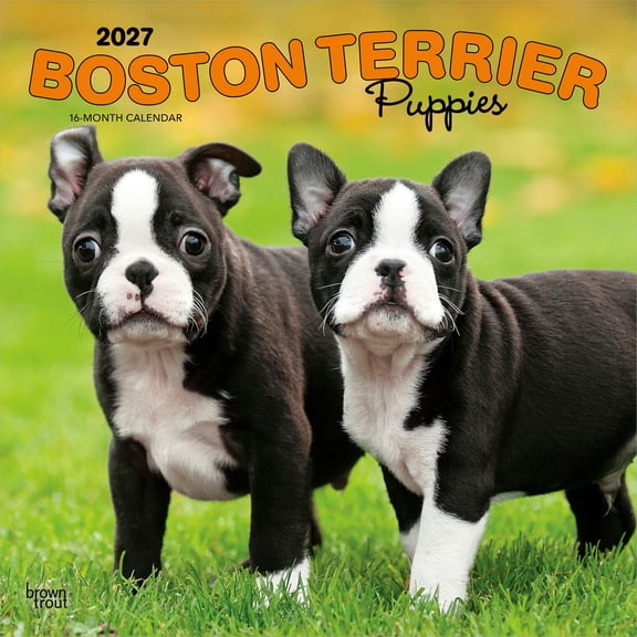 Boston Terrier Puppies | 2027 12x24" (Hanging) Wall Calendar | Plastic-Free