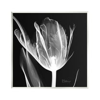 Stupell Industries Flower X-Ray on Black Botanical & Floral Photography Unframed Art Print Wall Art, 12 x 12