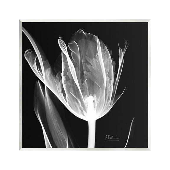 Stupell Industries Flower X-Ray on Black Botanical & Floral Photography Unframed Art Print Wall Art, 12 x 12
