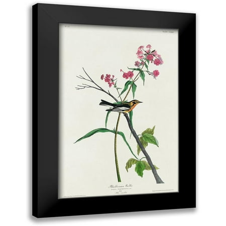 Audubon, John James 11x14 Black Modern Framed Museum Art Print Titled - Blackburnian Warbler