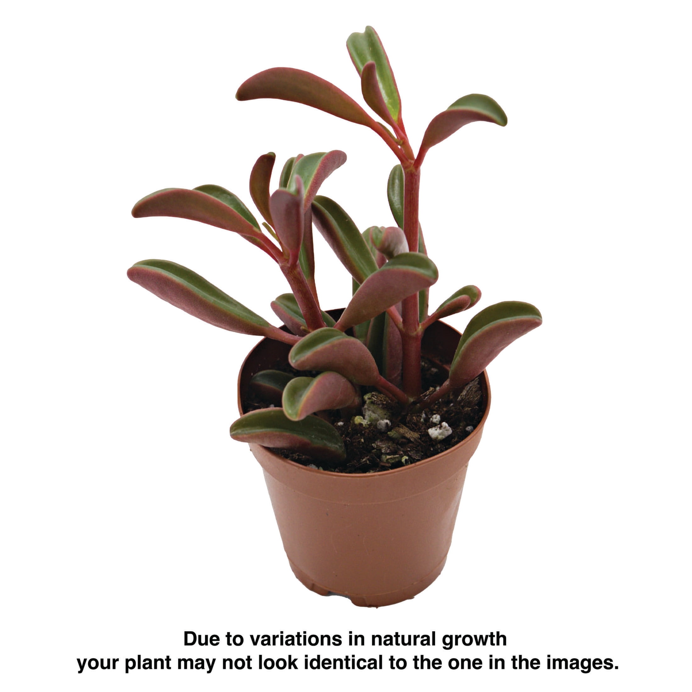 ReptiCulture Ruby Peperomia Tropical 2" Pot 3 pk