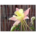 thumbnail image 1 of Flowers Ceramic Tile Mural Kitchen Backsplash Bathroom Shower 402427-XL43, 1 of 3