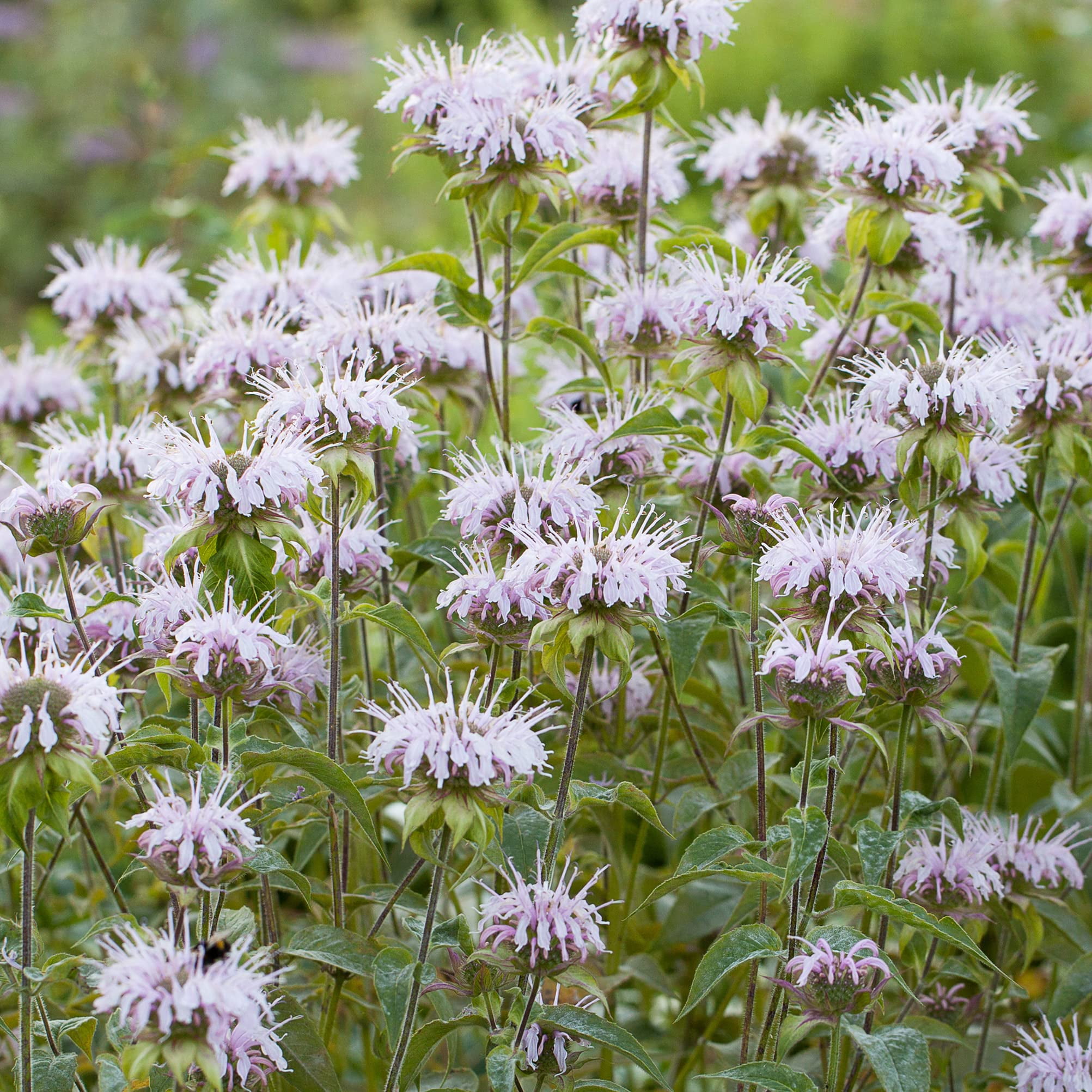 Bee Balm (Monarda fistulosa) Live Plant in 2.5-inch Pot- Wild Bergamot, Organic Native Pollinator Plant by Smoke Camp Crafts