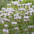 thumbnail image 2 of Bee Balm (Monarda fistulosa) Live Plant in 2.5-inch Pot- Wild Bergamot, Organic Native Pollinator Plant by Smoke Camp Crafts, 2 of 5