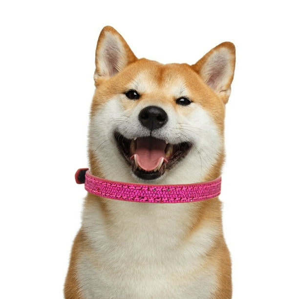 Walmart kitten collar 2025