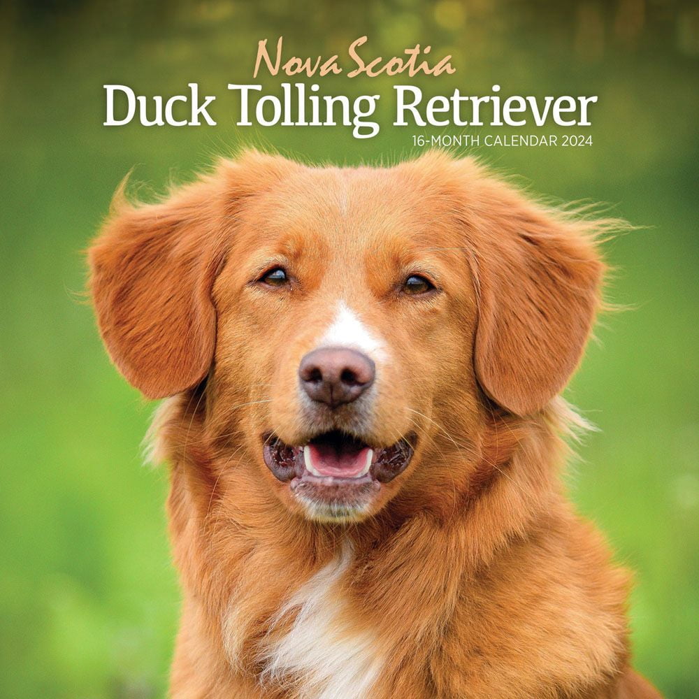 Carousel Calendars, Nova Scotia Duck Tolling Retriever 2024 Wall