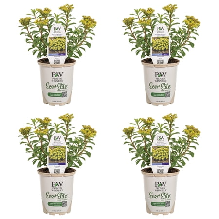 Proven Winners 5" Yellow Rock 'N Round 'Bright Idea' Stonecrop Live Plant in 4.5" Pot (4 Count)