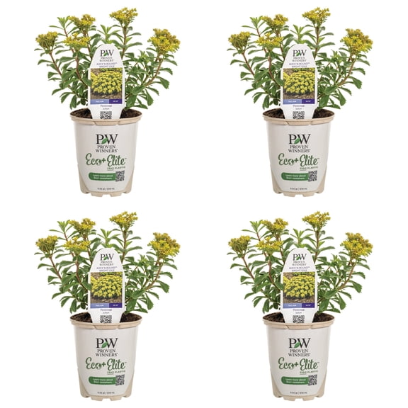 Proven Winners 5" Yellow Rock 'N Round 'Bright Idea' Stonecrop Live Plant in 4.5" Pot (4 Count)