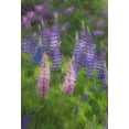thumbnail image 2 of Rotenberg, Nancy 11x14 Black Ornate Wood Framed with Double Matting Museum Art Print Titled - ME, Southwest Harbor Blooming Lupines in garden, 2 of 4