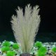 thumbnail image 3 of Artificial Green Water Plants Made Of Silk Fabrics Plastic, Non-Toxic, 3 of 5