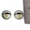 thumbnail image 6 of Javan Tree Frog Glass Eyes, 6 of 11