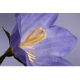 thumbnail image 2 of Jaynes Gallery 32x23 White Modern Wood Framed Museum Art Print Titled - California Campanella flower detail, 2 of 4