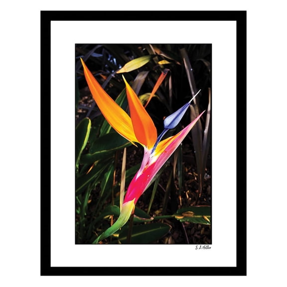 PARADISE FLORA Framed Printed Photograph