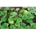 thumbnail image 3 of TomorrowSeeds - Bushel Gourd Seeds - 60+ Count - For 2026 Planting Hard-Shelled Ornamental Gourds, 3 of 9