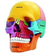 BRAND: 4D MASTER 4D Master 26087 4D Anatomy Didactic Exploded Skull Model