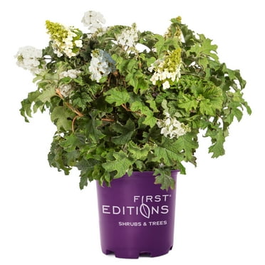First Editions Jetstream Hydrangea Live Shrub (2 Gallon)