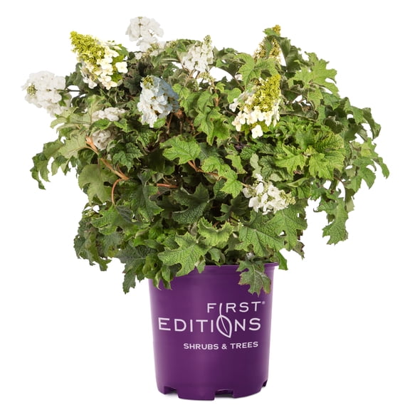 First Editions Jetstream Hydrangea Live Shrub in 2-Gallon Grower Pot