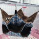 thumbnail image 4 of Hamaca Pequeña para Mascotas ACTIVE Cama Triple Azul 30 x 30 cm, 4 of 5