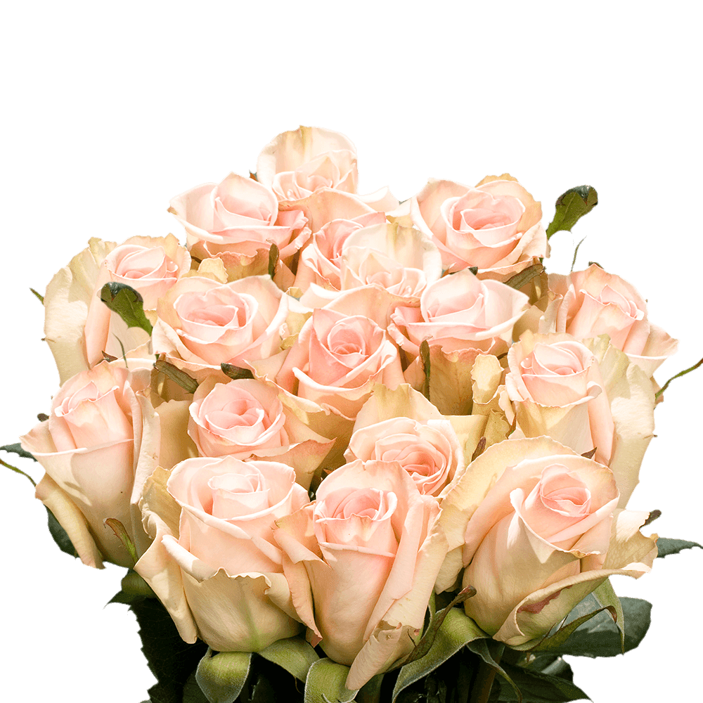 Globalrose 125 Soft Pink Premium Roses Large Bloom 24 28 Globalrose 125 Soft Pink Premium Roses