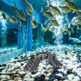 thumbnail image 4 of unbranded Decorativo De Resina Para Acuario Con Multicolor Para Embellecer Y, 4 of 6