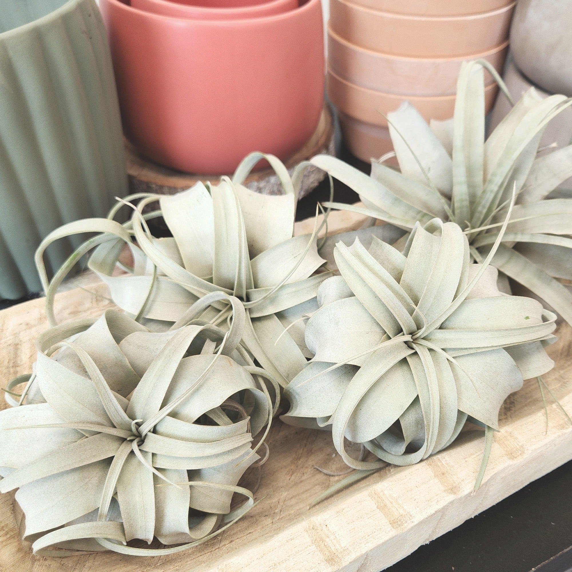 Altman Plants Large Tillandsia Xerographica Live Air Plant (3 Pack)