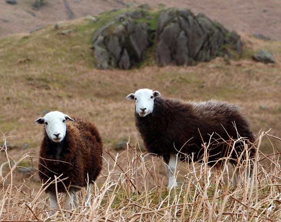 herdwick mens jumpers