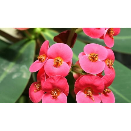 Rare Eos Biblical Crown of Thorns Plant - Euphorbia - Red/Pink - 2.5 Pot
