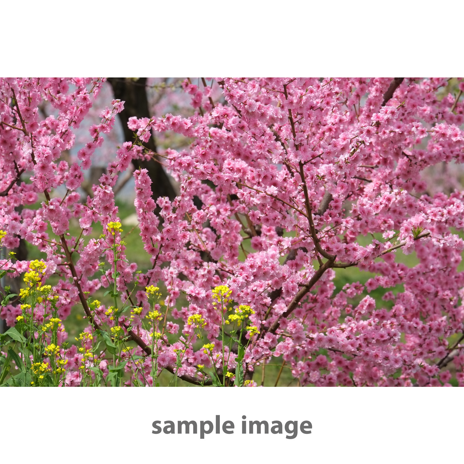 58mm Flower Petal Lens Hood For Fujifilm XC 50-230mm F4.5-6.7 OIS II & Other 58mm Lenses