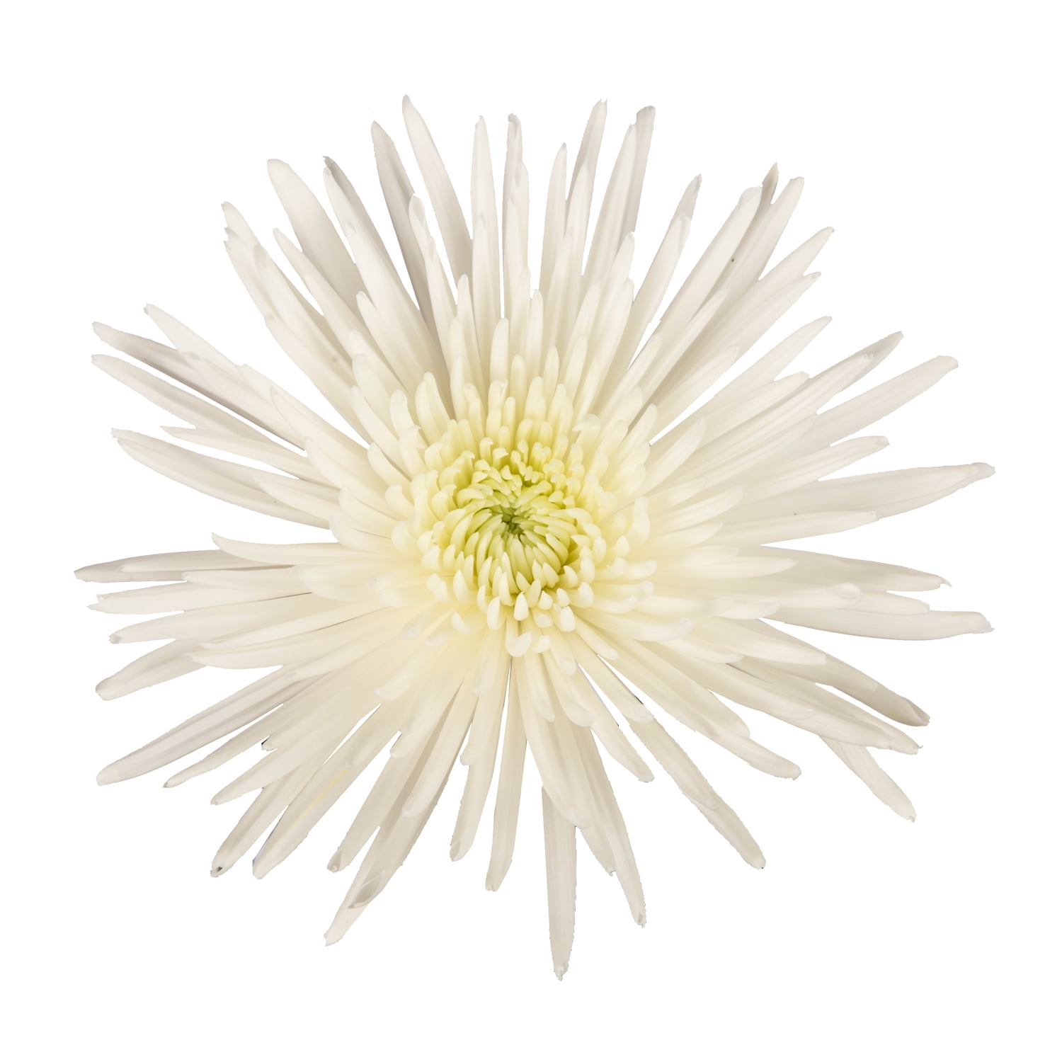Bloomingmore Fresh Cut Flowers 50 Stems White Spider Mums
