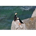 thumbnail image 2 of Su, Keren 18x13 White Modern Wood Framed Museum Art Print Titled - Horned Puffin-Fratercula corniculata-on Kolyuchin Island-once an important Russian Polar Research S, 2 of 4