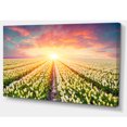 thumbnail image 2 of Blooming White Tulips, 2 of 3