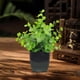 thumbnail image 4 of Plantas decorativas artificiales simuladas de plantas verdes para interiores, arreglos para sala de estar, plantas de plástico en maceta para muebles de TV, 4 of 6