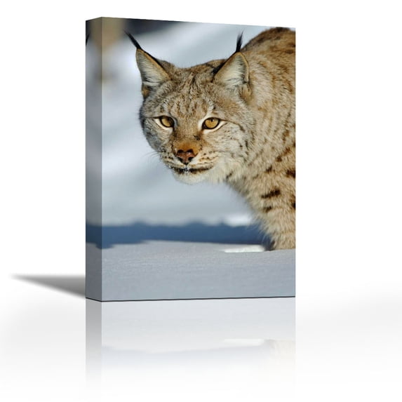 Eurasian Lynx in snow, Flatanger, Norway - Contemporary Fine Art Giclee on Canvas Gallery Wrap - wall d?cor - Art painting - 17 x 26 Inch - Ready to Hang