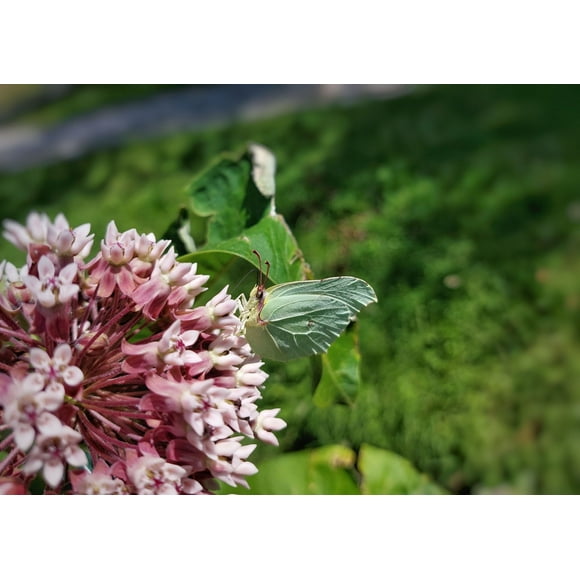 Common Milkweed Seeds/ Perennial/ Full Sun/12 Seeds 1/10 Gram/ Zellajake Farm and Garden - B224