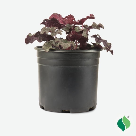2 Gallon Heuchera Amethyst Myst