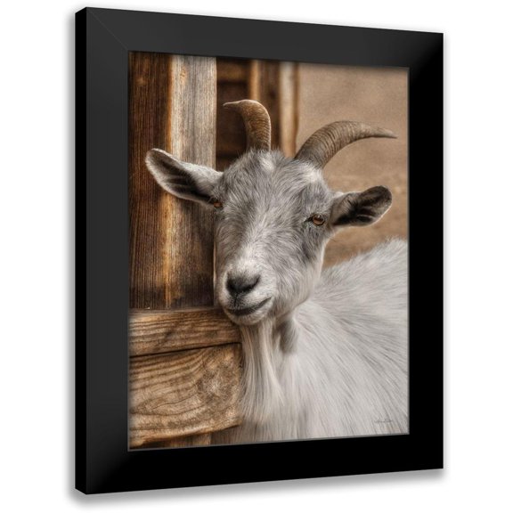 Deiter, Lori 12x14 Black Modern Framed Museum Art Print Titled - Gray Goat