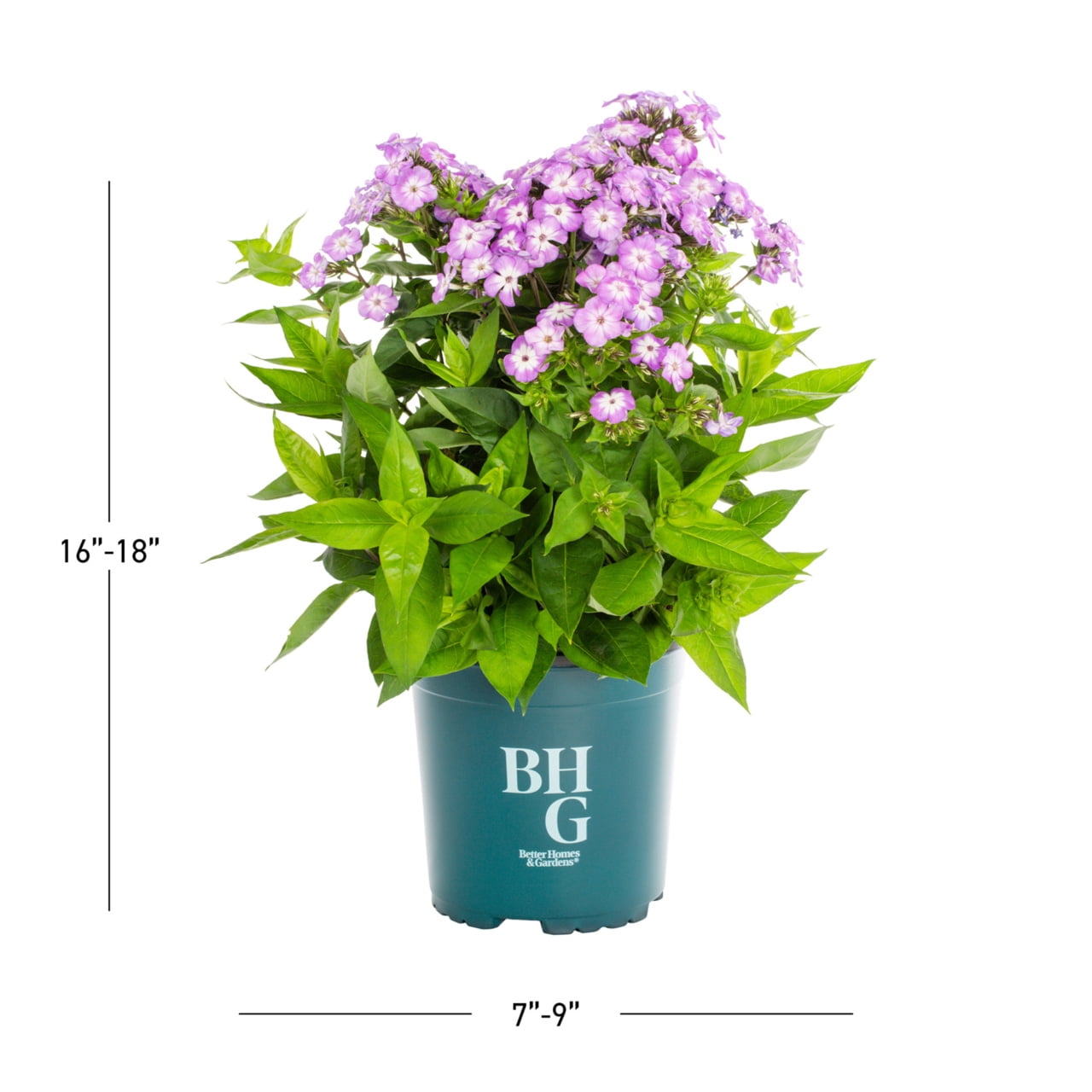 Better Homes & Gardens 2.5QT Pink Pop Phlox Live Perennial Plant Sun 3-Pack