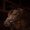 Havana, variant on Henri de rivel Jamaika Pro Anatomical Fancy Raised Wide Flash Noseband Bridle with Raised laced reins