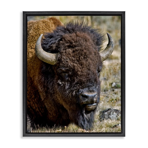 Stupell Industries Farmhouse Bison Resting Photography Black Floating Frame Canvas Art, 17 x 21, by Dennis Frates